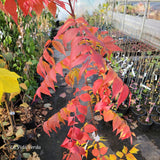 Pistacia chinensis