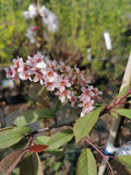 Prunus padus "Colorata"