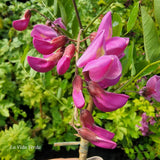 Robinia x margaretta "Casque Rouge"