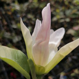 Magnolia "Stellar Acclaim"