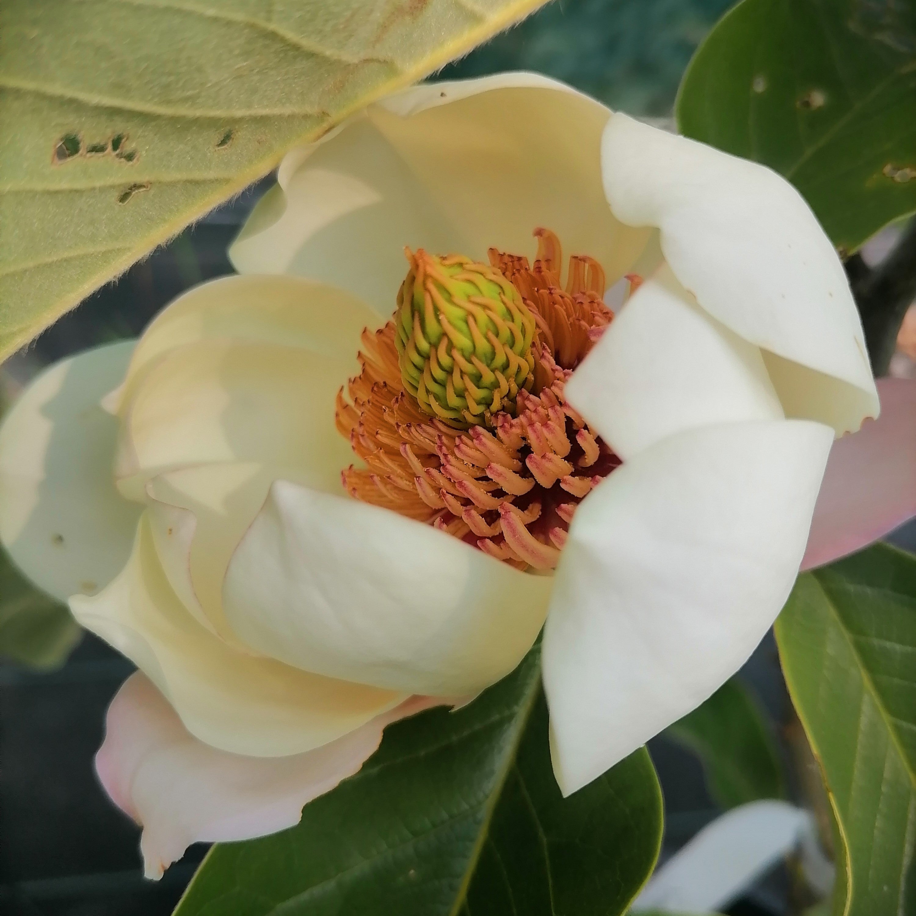 Magnolia "Summer Solstice"