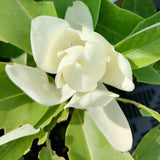 Magnolia x Thompsoniana