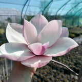 Magnolia "Tikitere"