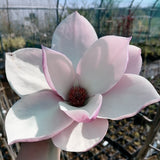 Magnolia "Tikitere"