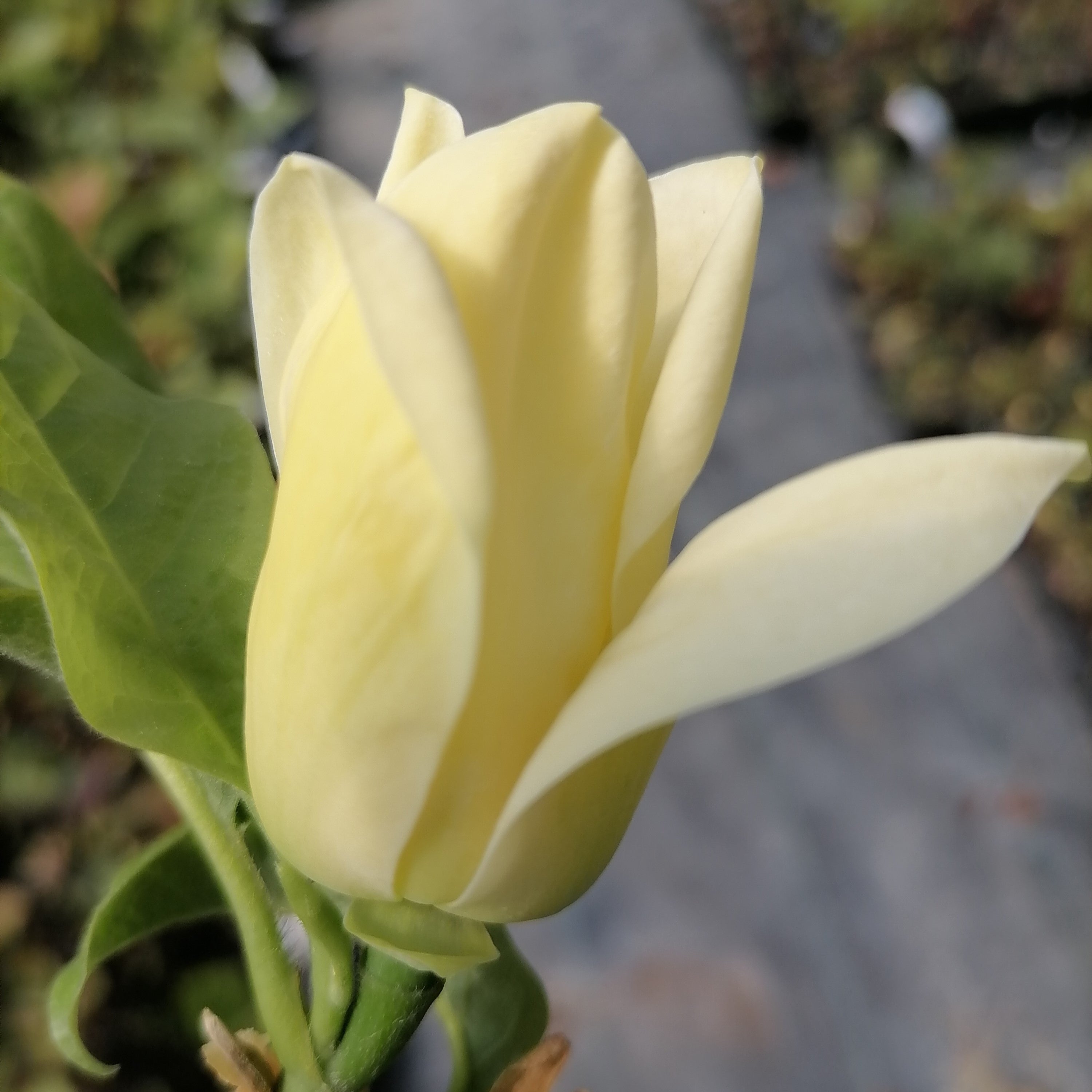 Magnolia x brooklynensis "Yellow Bird"
