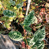 Zelkova serrata "Variegata"