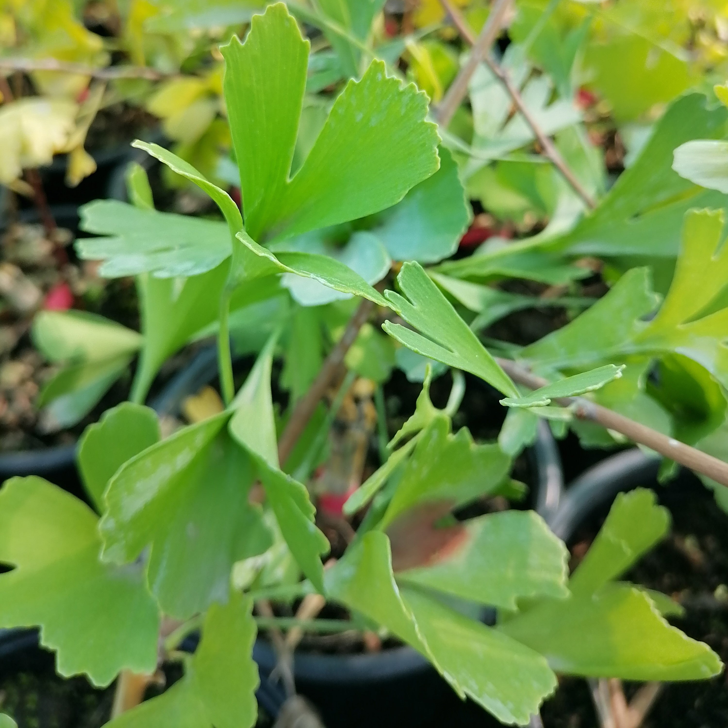 Ginkgo biloba "Tubifolia"