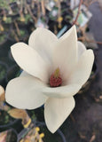 Magnolia "Tina Durio"
