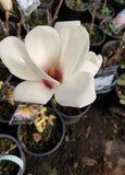 Magnolia "Tina Durio"