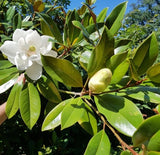 Magnolia Grandiflora "Russet"