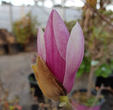 Magnolia soulangeana "Kiki's Broom"