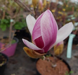 Magnolia soulangeana "Kiki's Broom"