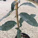 Quercus robur "Salfast"