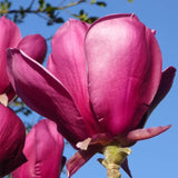 Magnolia "Ian's Red"