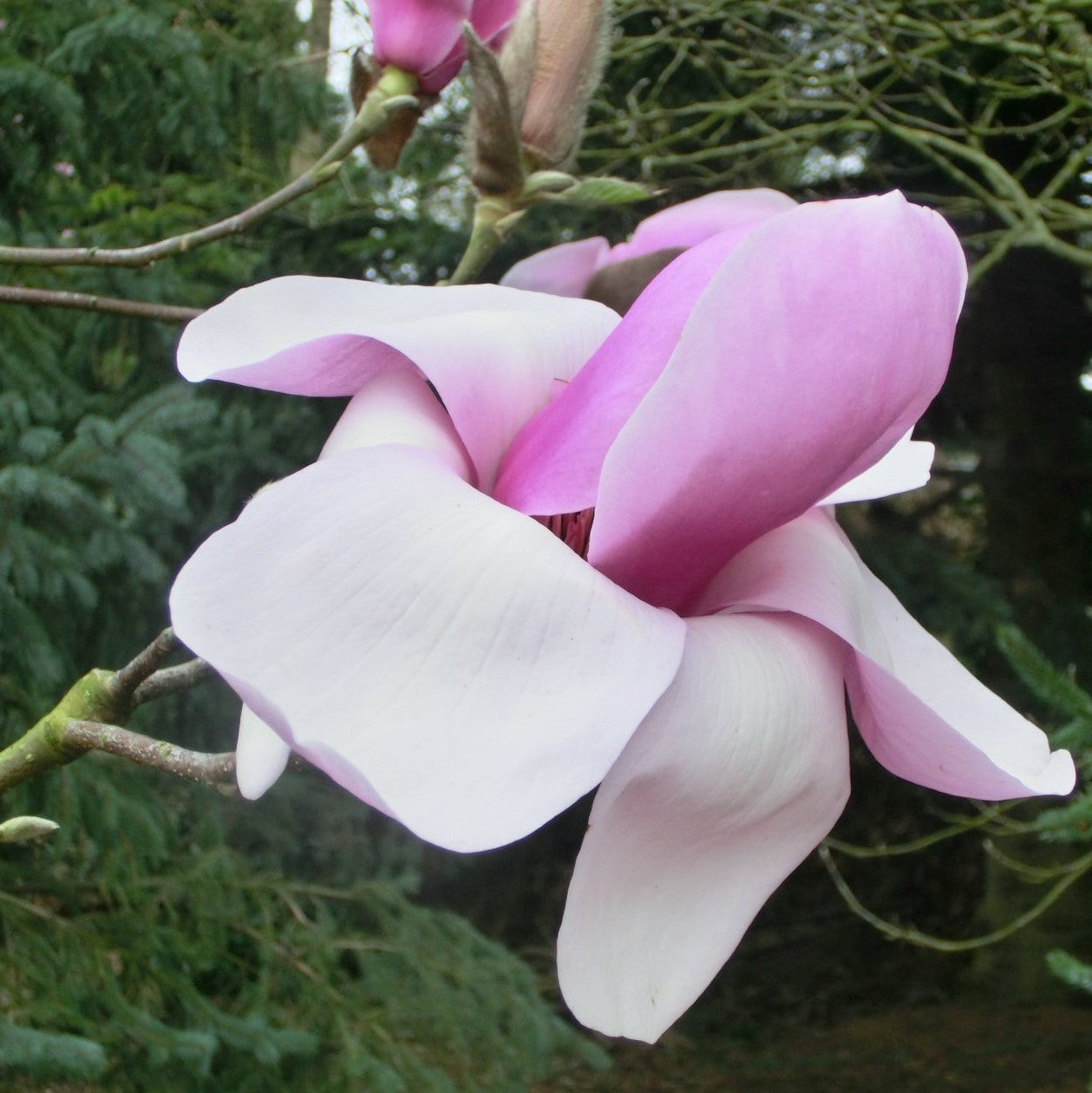 Magnolia "Iolanthe"