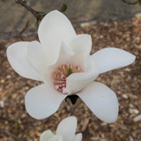 Magnolia "Joli Pompon"