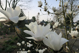 Magnolia "Joli Pompon"