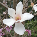 Magnolia campbellii "Köln"