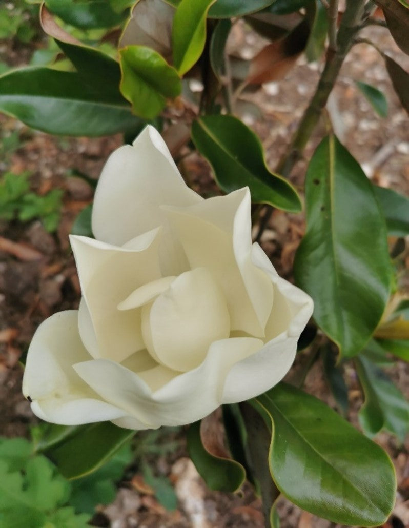 Magnolia grandiflora "Gallissonière Nana"