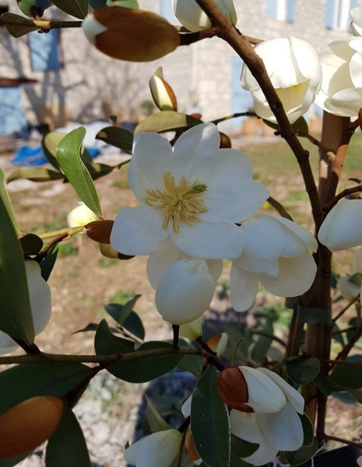 Magnolia dianica "Summer Snowflake"