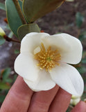 Magnolia dianica "Summer Snowflake"
