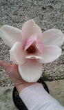 Magnolia "Charming Lady"