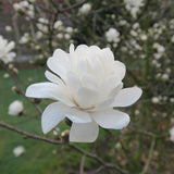 Magnolia loebneri "Mag's Pirhouette"