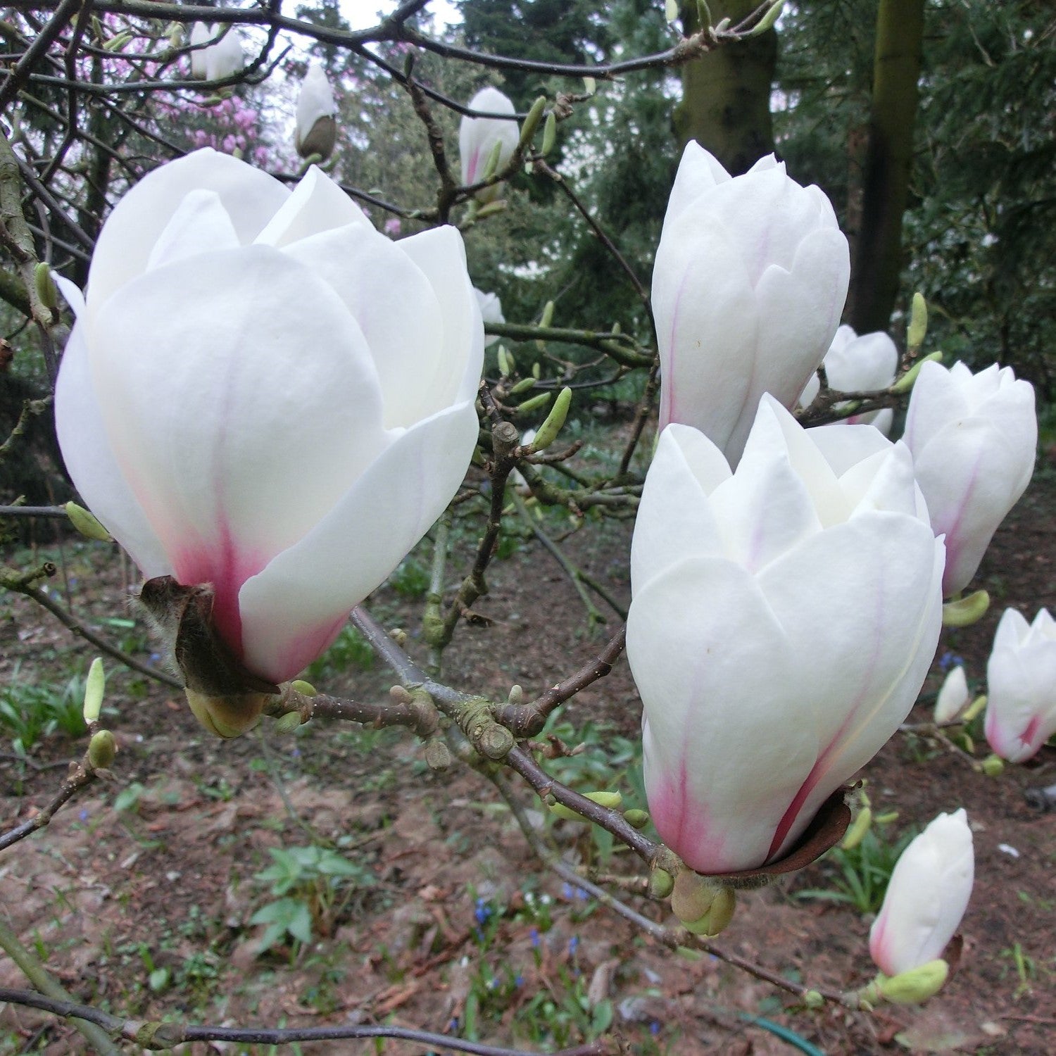 Magnolia soulangeana "White Giant"