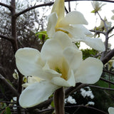 Magnolia acuminata "Sundance"